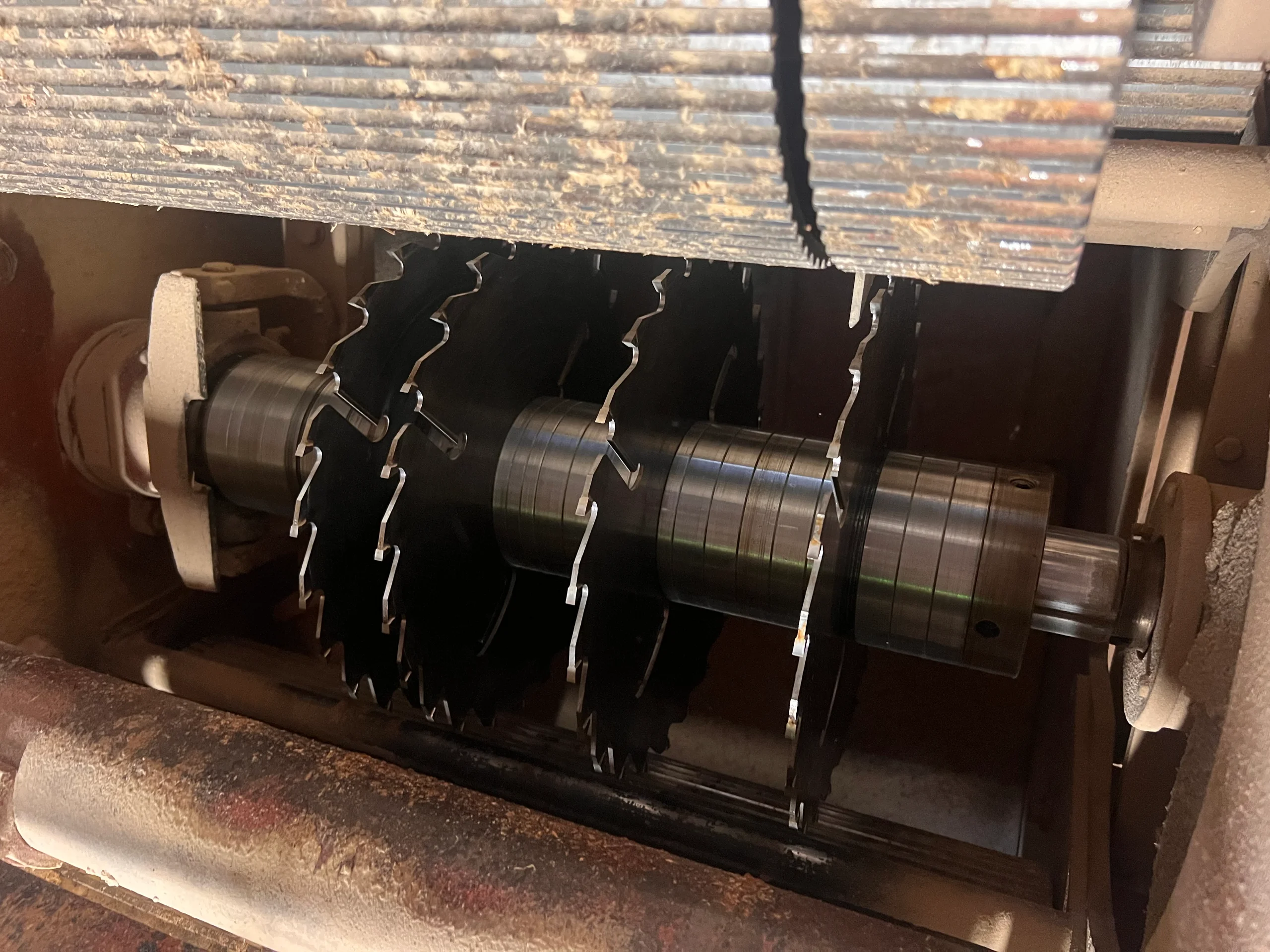 Spigolatore - Immagine 5